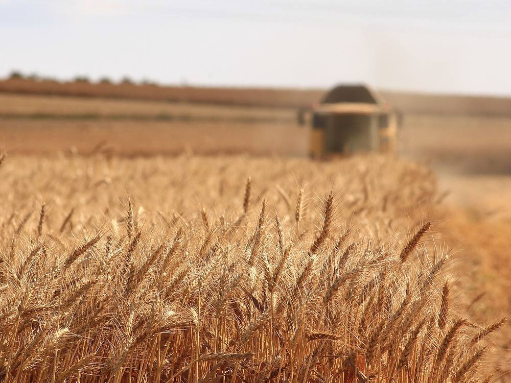 Cereals & pulses