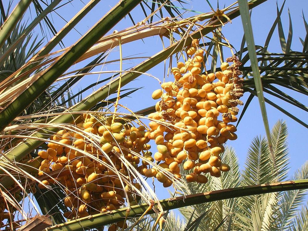 Deglet Nour dates